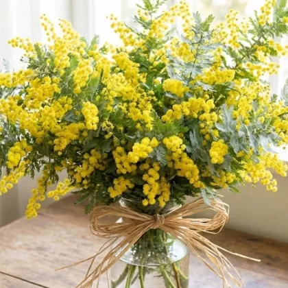 Umaniti - Mimosa à Narbonne